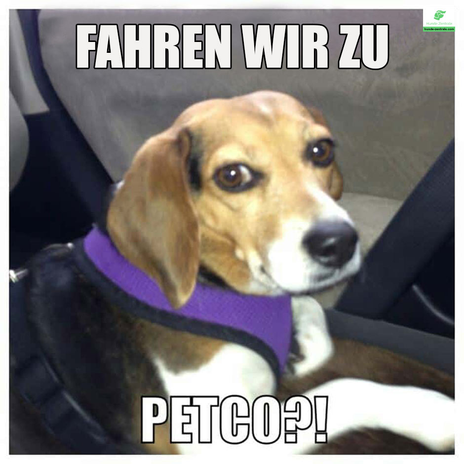 Beagle-Meme-Fahren-wir-zu-petco