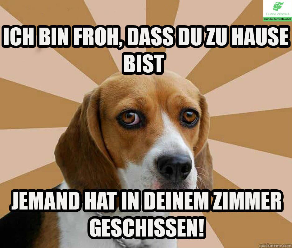 Beagle-Meme-Ich-bin-froh-dass-du-zu-hause-bist