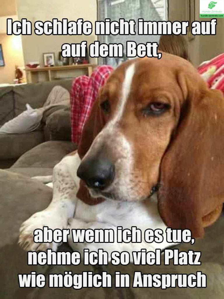 Beagle-Meme-Ich-schlafe-nicht immer-auf-dem-bett