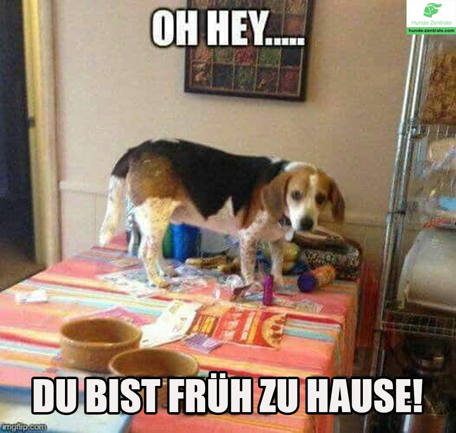 Beagle-Meme-Oh-hey...-Du-bist-frueh-zuhause