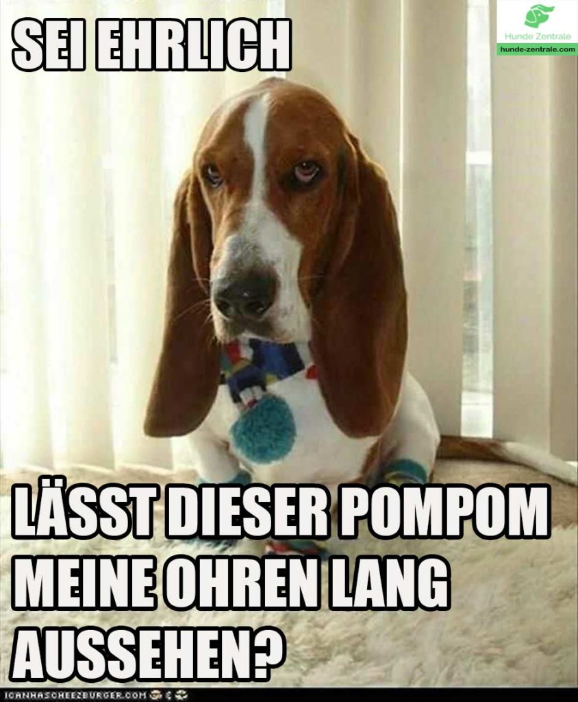 Beagle-Meme-Sei-ehrlich