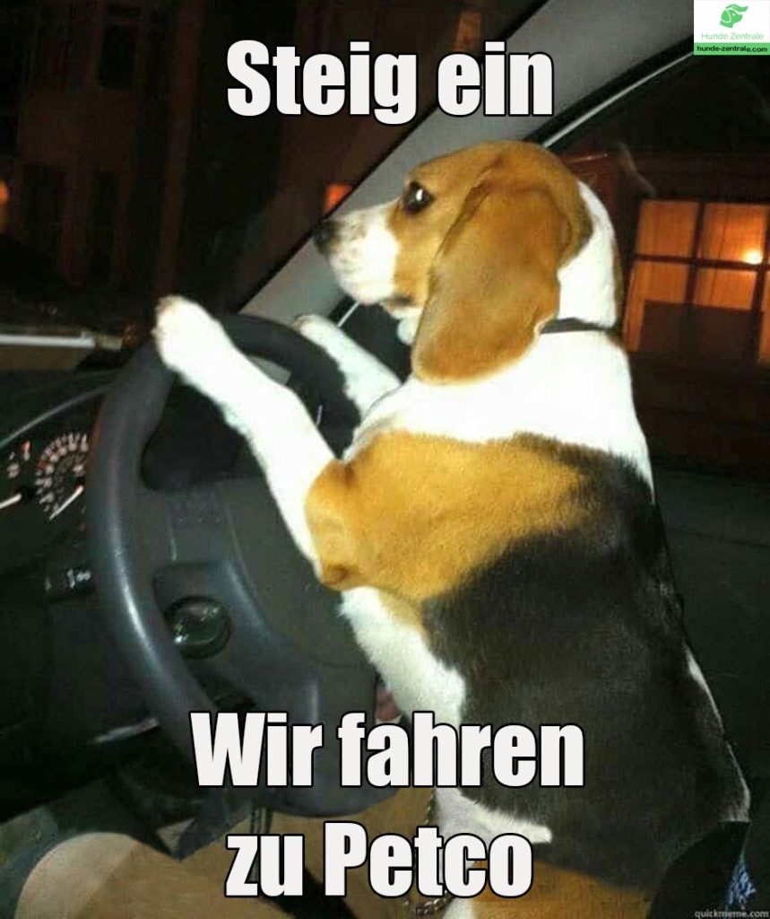 Beagle-Meme-Steig-ein-wir-fahren-zu