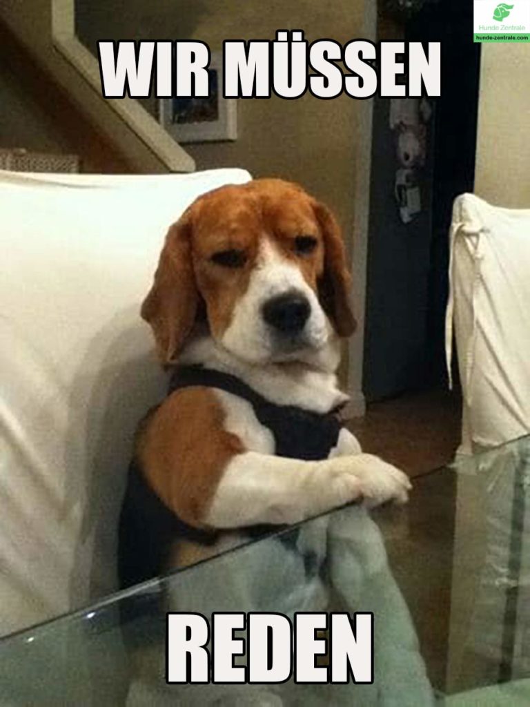 Beagle-Meme-Wir-muessen-reden