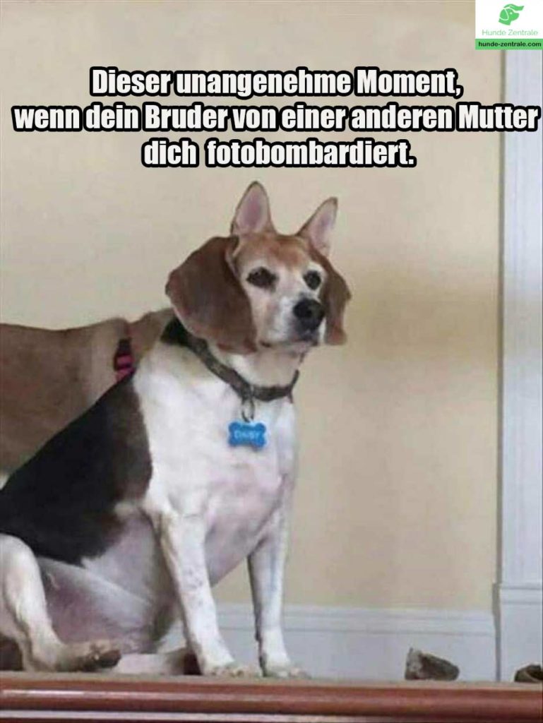Beagle-Meme-dieser-unangenehme-moment-wenn-dein-bruder