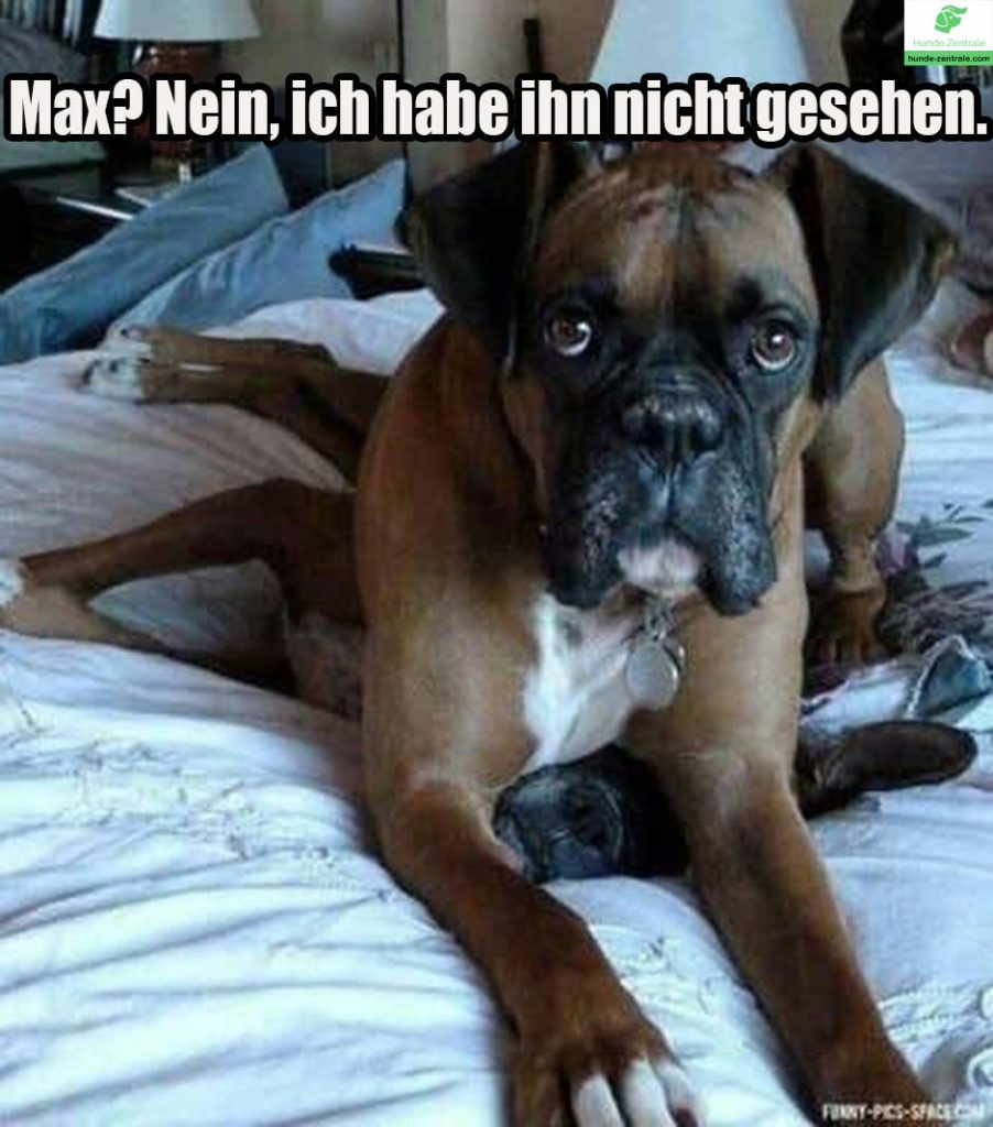 Boxer-Meme-Max-Nein-ich-habe-ihn-nicht-gesehen