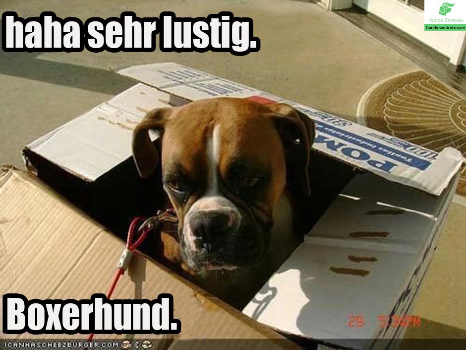 Boxer-Meme-haha-sehr-lustig-boxerhund