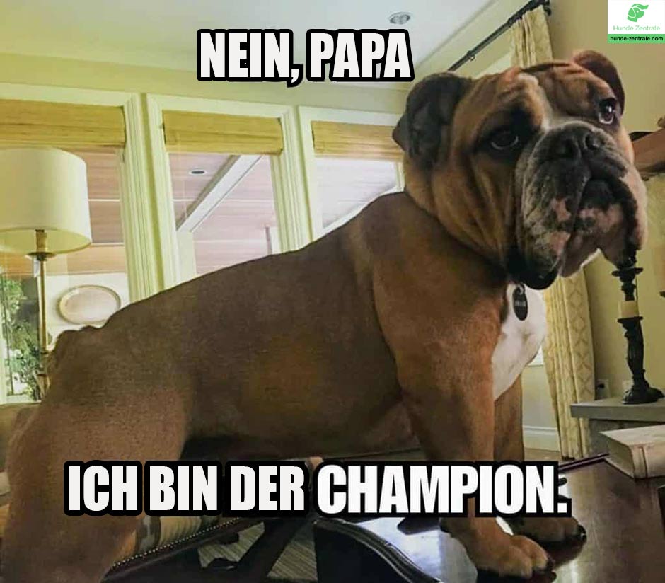 Bulldoge-Meme-Nein-papa-ich-bin-der-champion