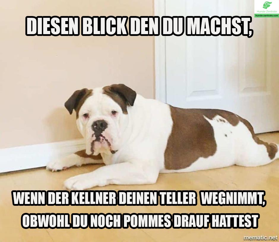 Bulldogge-Meme-Diesen-blick-den-du-machst