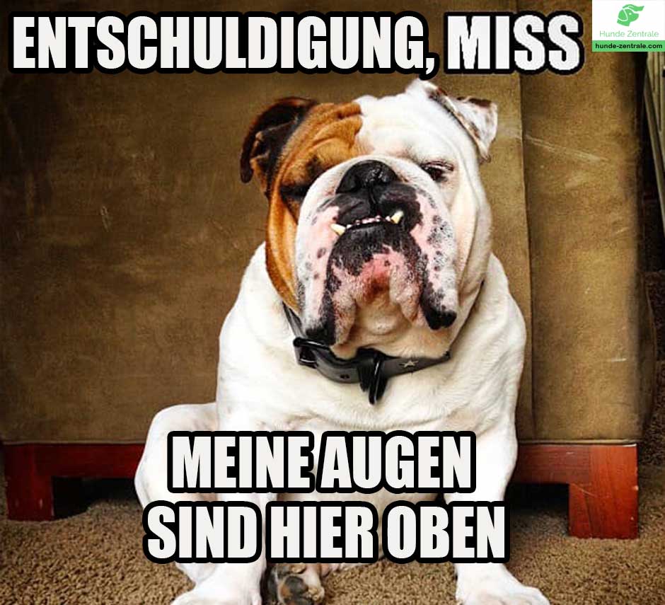 Bulldogge-Meme-Entschuldigung-Miss