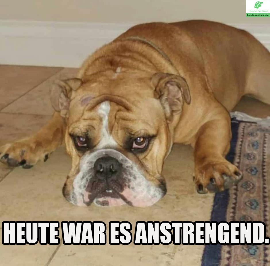 Bulldogge-Meme-Heute-war-es-anstrend-2