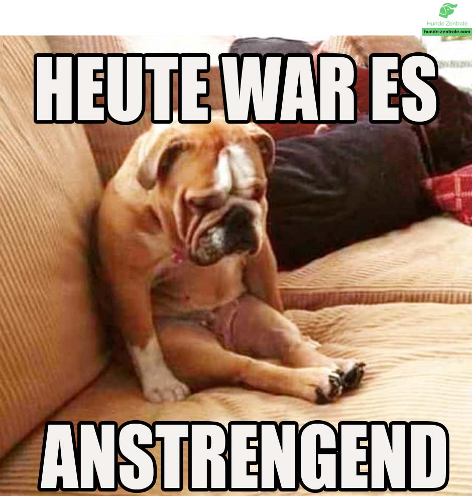 Bulldogge-Meme-Heute-war-es-anstrengend