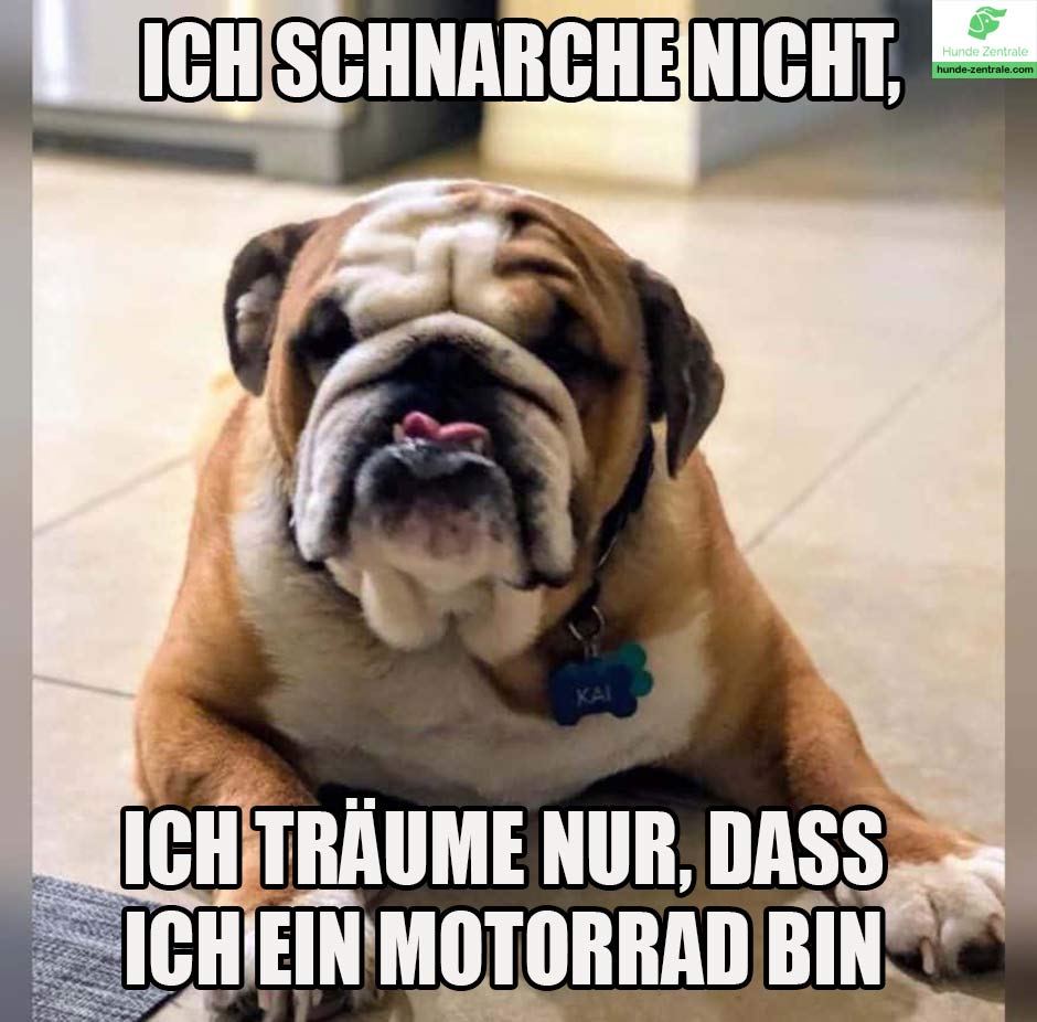 Bulldogge-Meme-Ich-schnarche-nicht