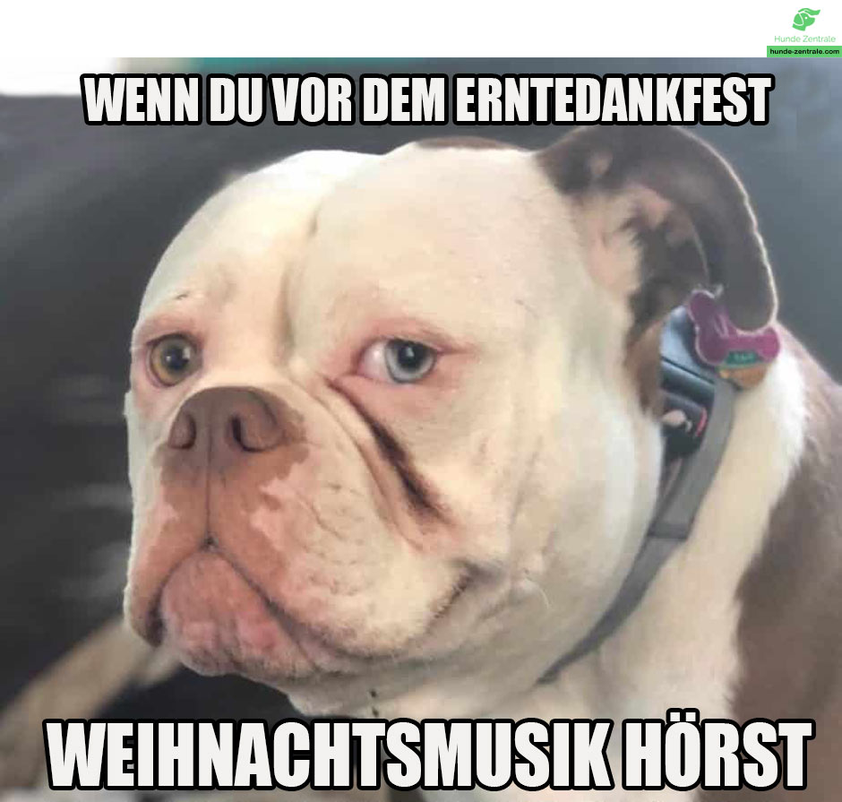 Bulldogge-Meme-Wenn-du-vor-dem-erntedankfest-weihnachts-musik-hoerst