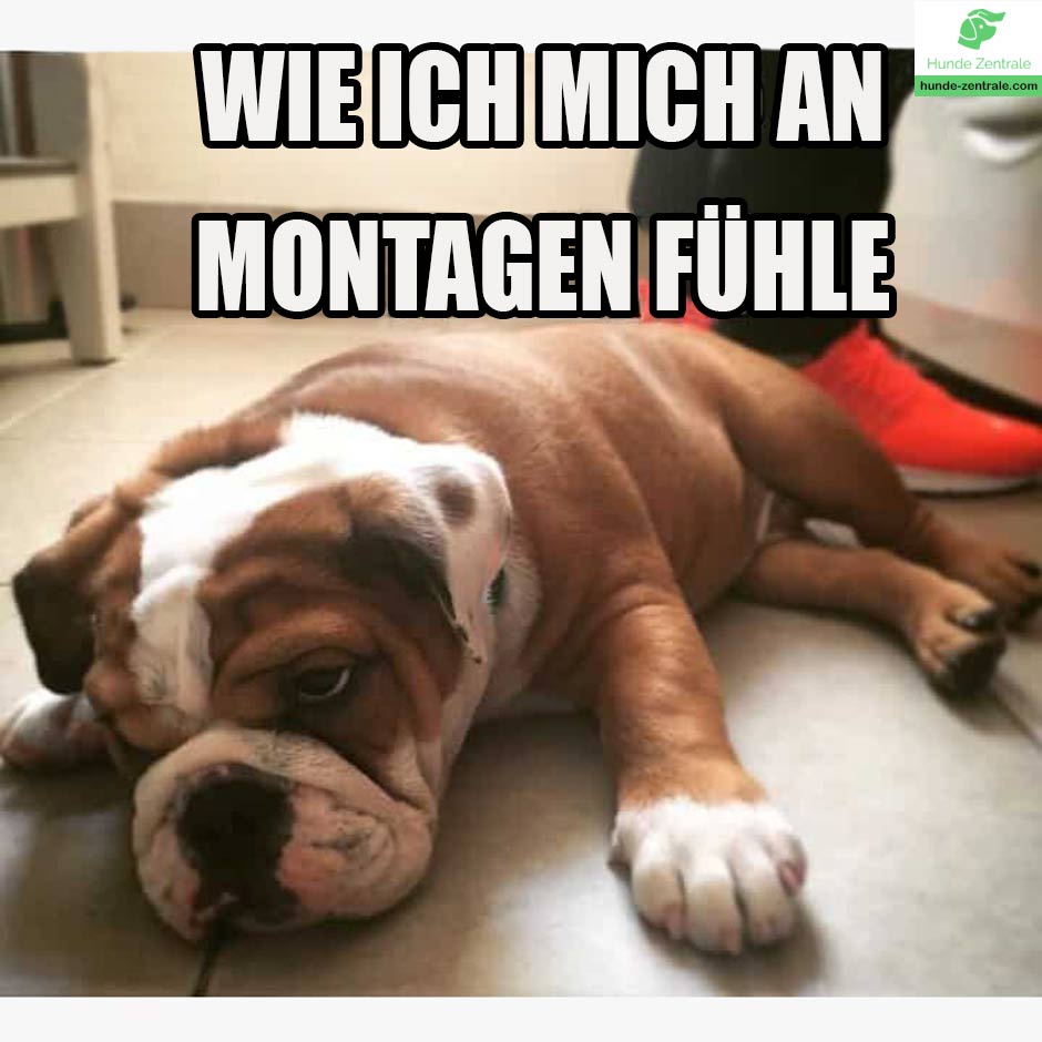 Bulldogge-Meme-Wie-ich-mich-an-montagen-fuehle