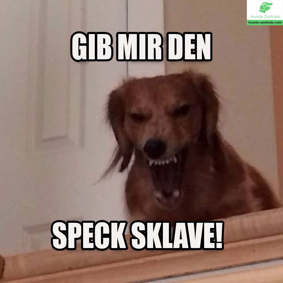 Dackel-Meme-gib-mir-den-speck-sklave