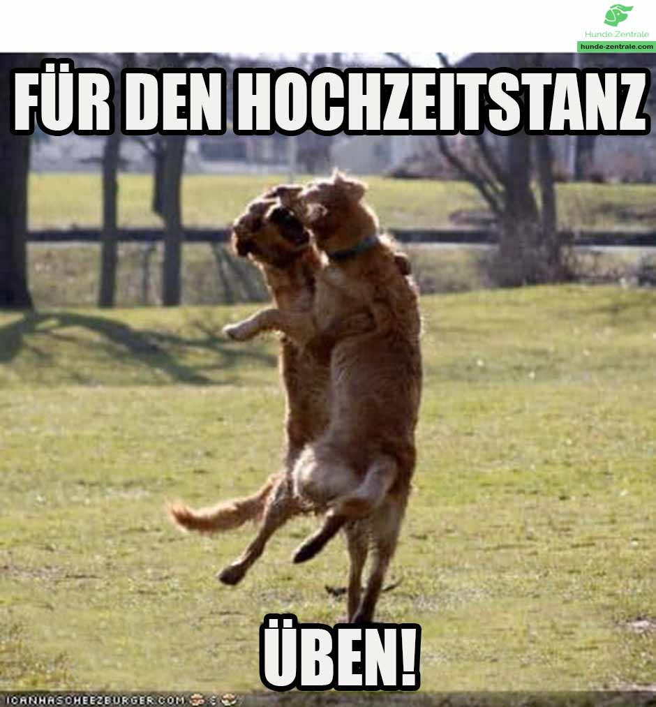 tanzender-Hund-Meme-fuer-den-hochzeitstanz-ueben