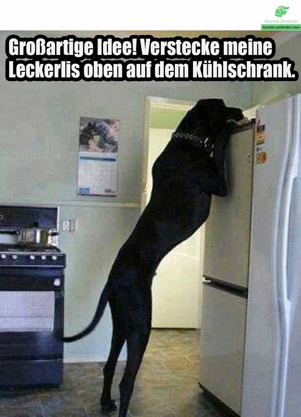 Deutsche-Dogge-Großartige-idee