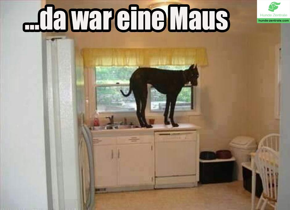 Deutsche-Dogge-Meme-Da-war-eine-Maus