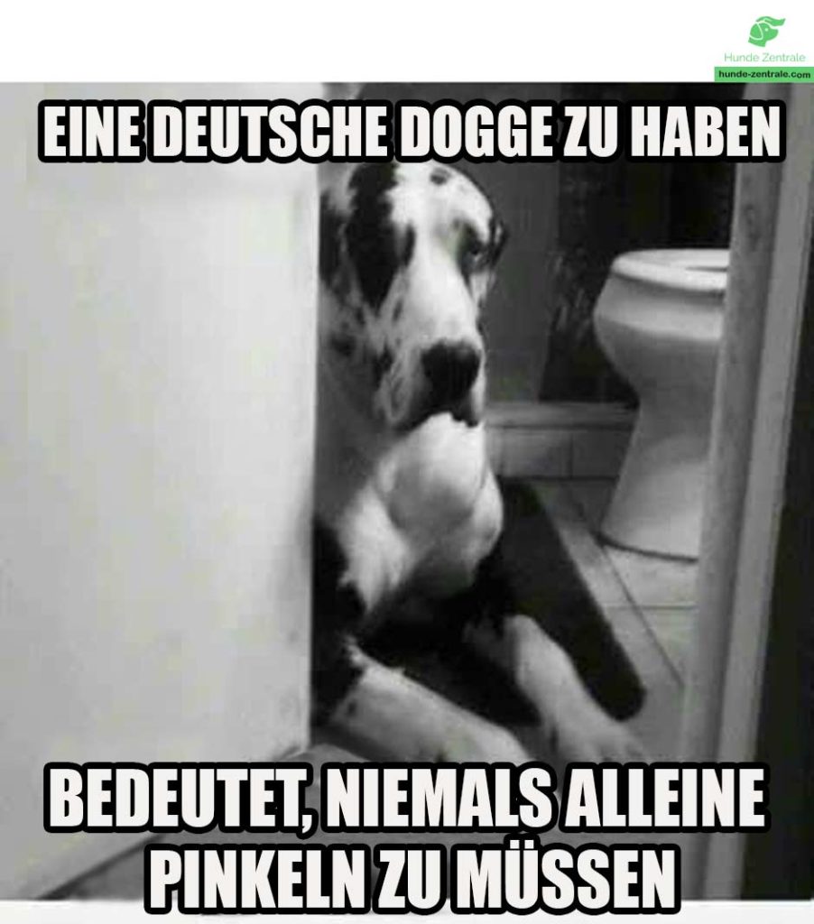 Deutsche-Dogge-Meme-Eine-Deutsche-dogge-zu-haben