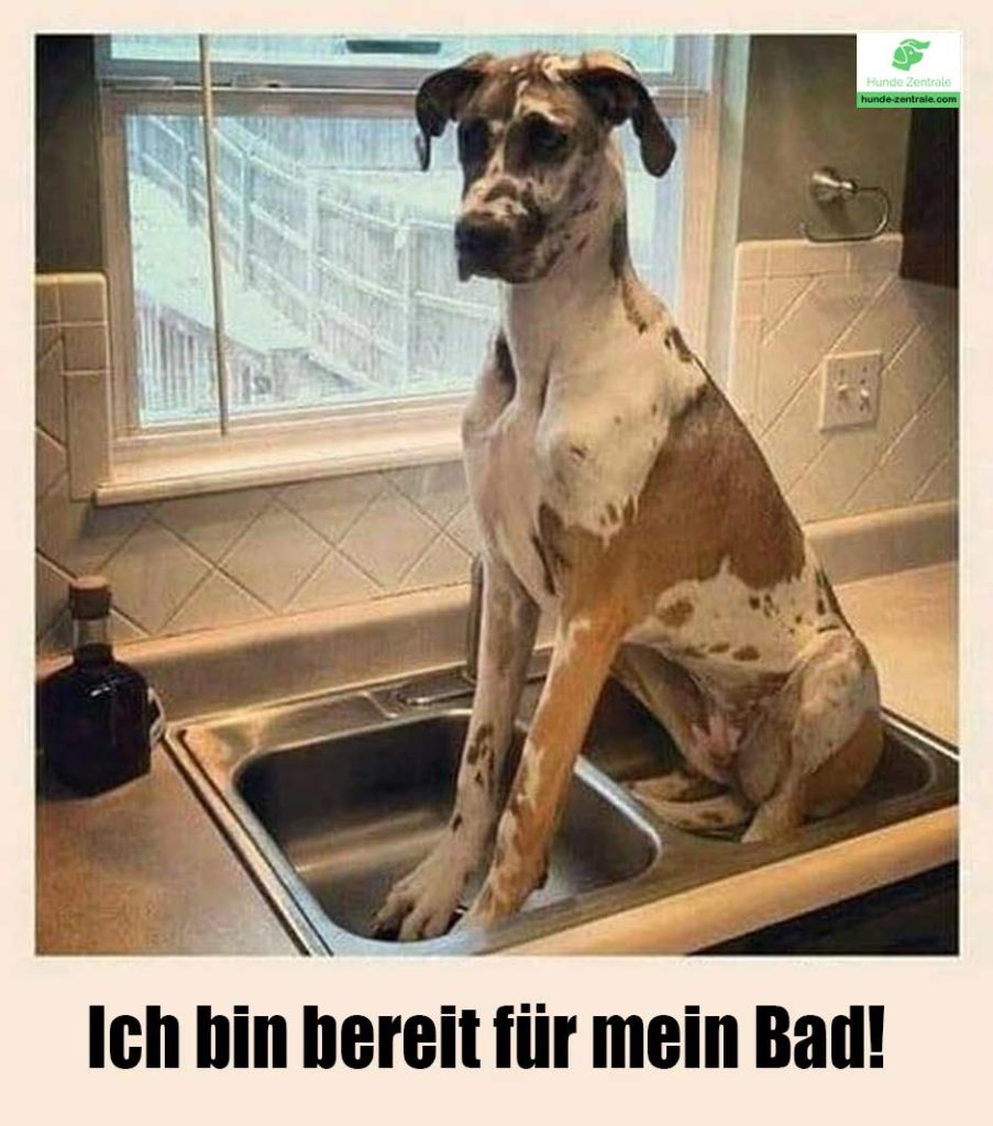 Deutsche-Dogge-Meme-Ich-bin-bereit-fuer-mein-bad