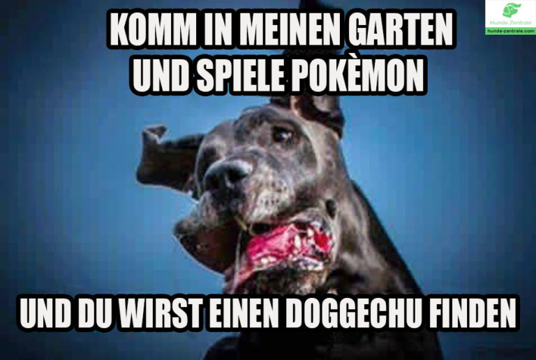 Die 50+ lustigsten Deutschen Doggen Memes Hunde Zentrale