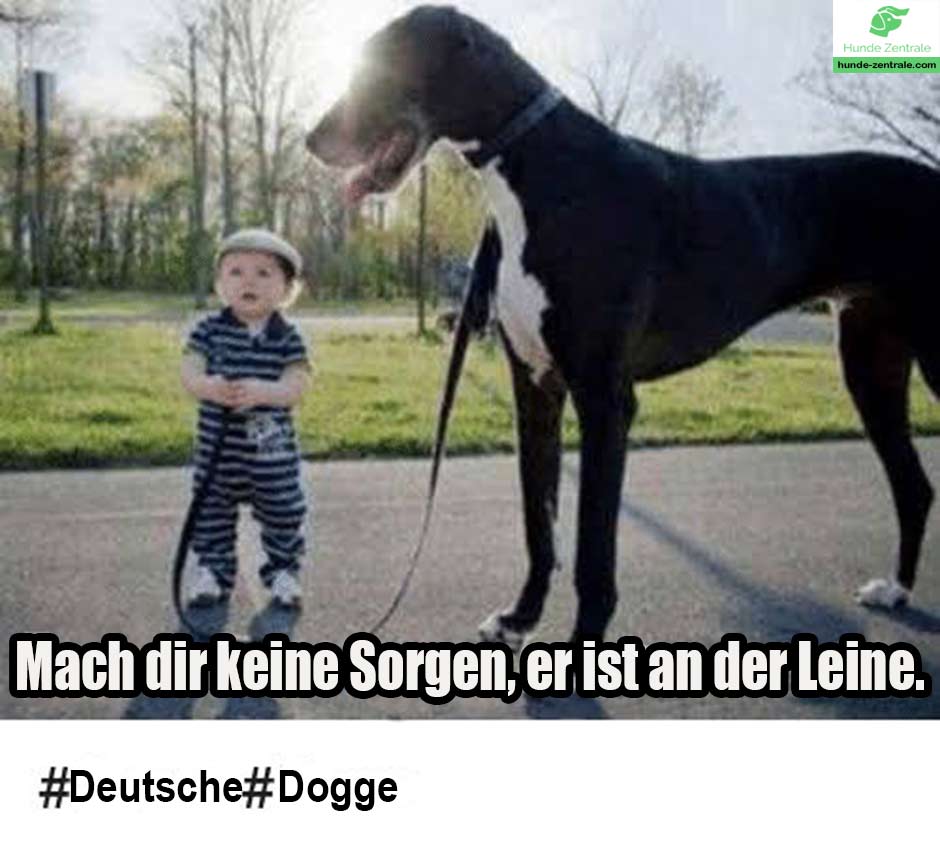 Deutsche-Dogge-Meme-Mach-dir-keine-sorgen