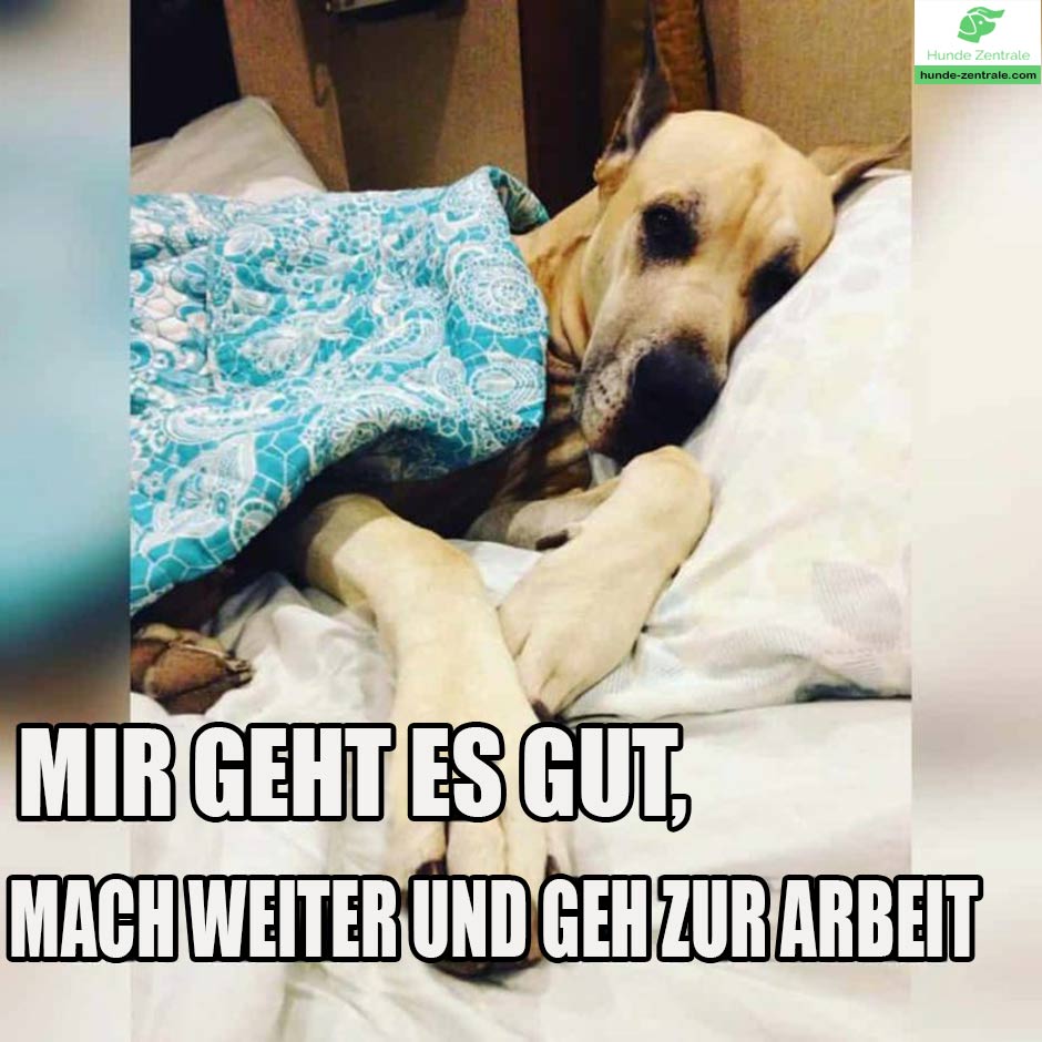 Deutsche-Dogge-Meme-Mir-geht-es-gut-mach-weiter-geh-zur-arbeit