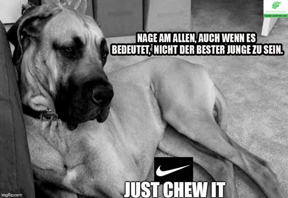 Deutsche-Dogge-Meme-Nage-am-allen