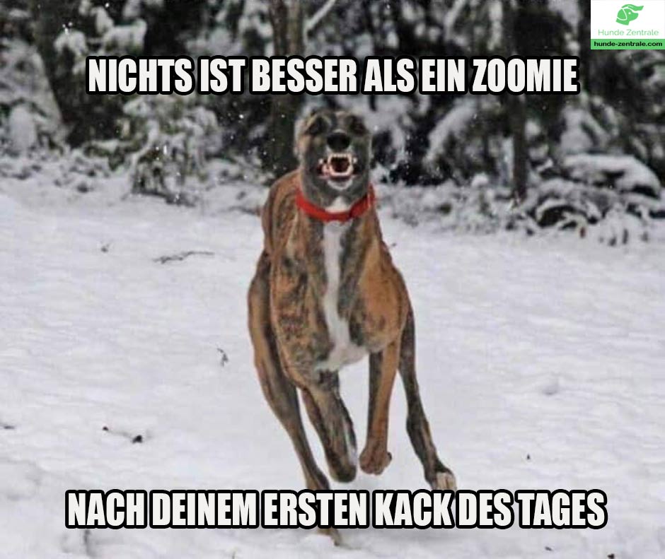 Deutsche-Dogge-Meme-Nichts-ist-besser-als-ein-zoomie