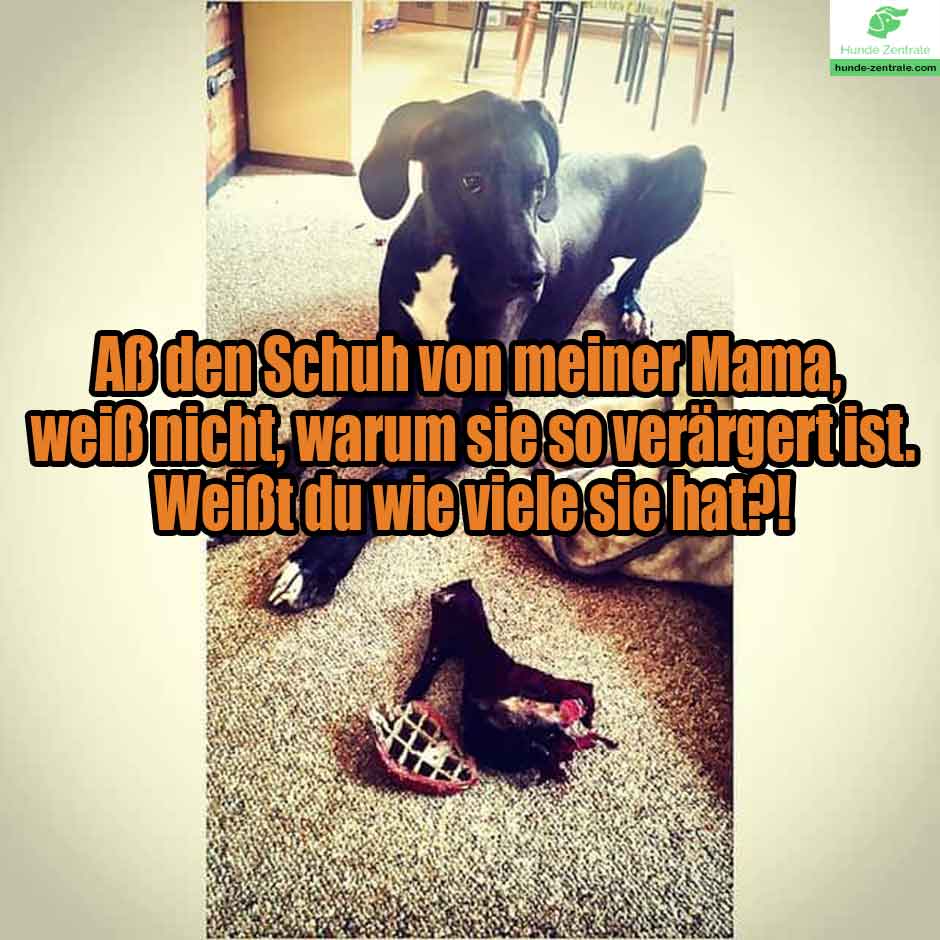 Deutsche-Dogge-Meme-aß-den-schuh-von-meiner-mama