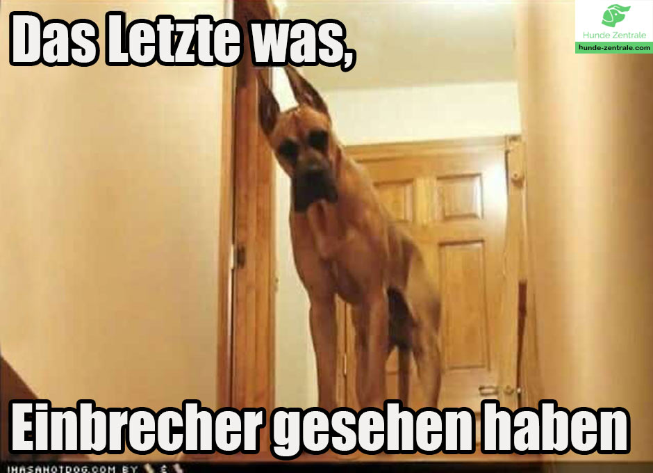 Deutsche-Dogge-Meme-das-letzte-was-einbrecher-gesehen-haben