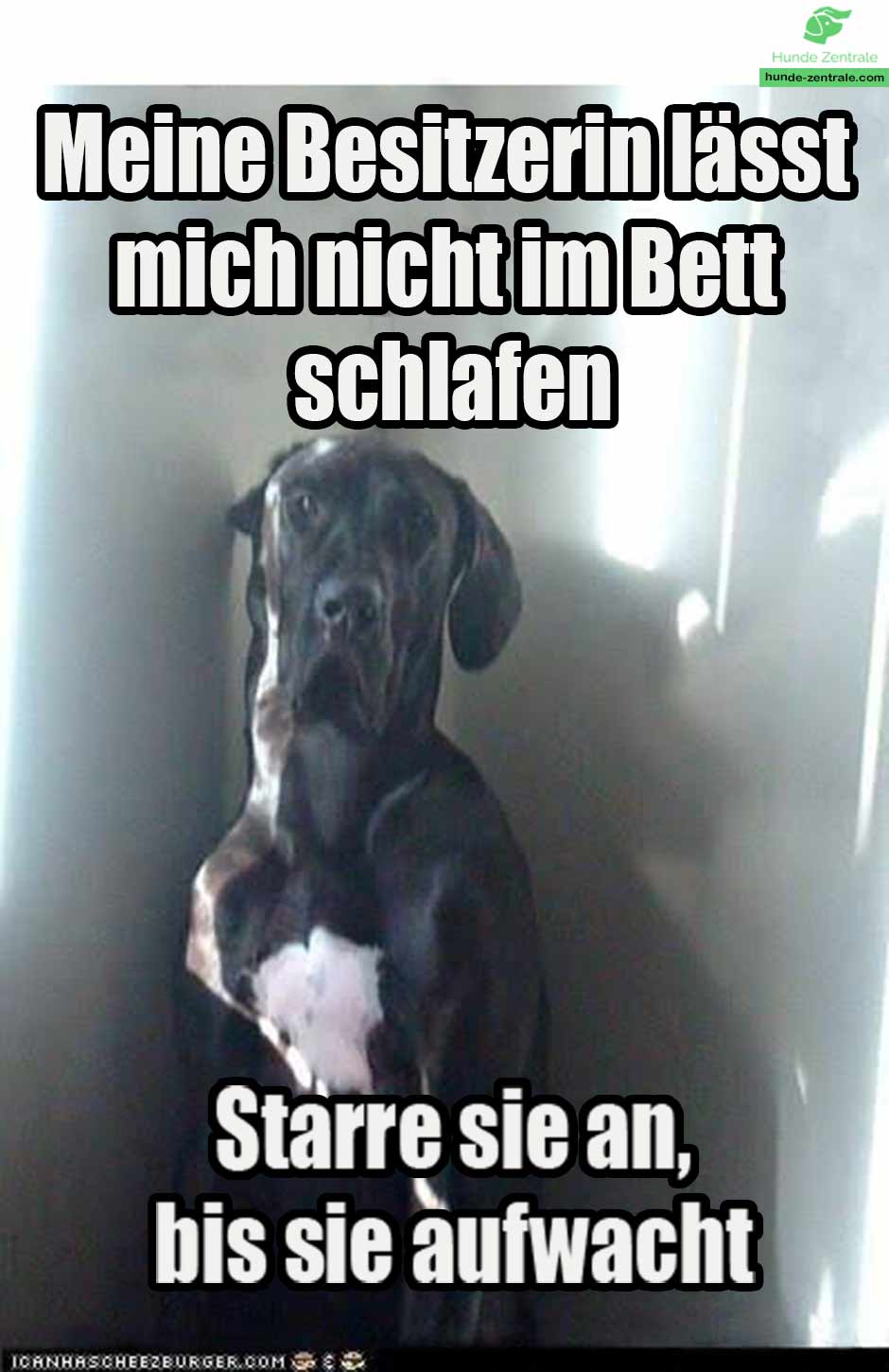 Deutsche-Dogge-Meme-der-besitzer-laesst-mich-nicht-im-bett-schlafen