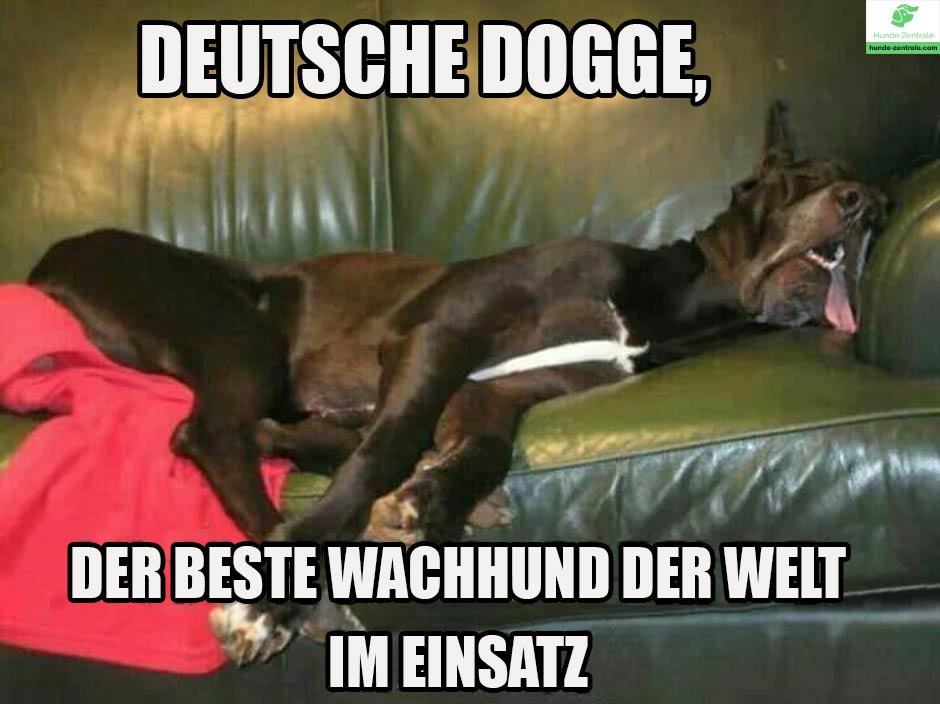 Deutsche-Dogge-Meme-deutsche-dogge-der-beste-wachhund-der-welt