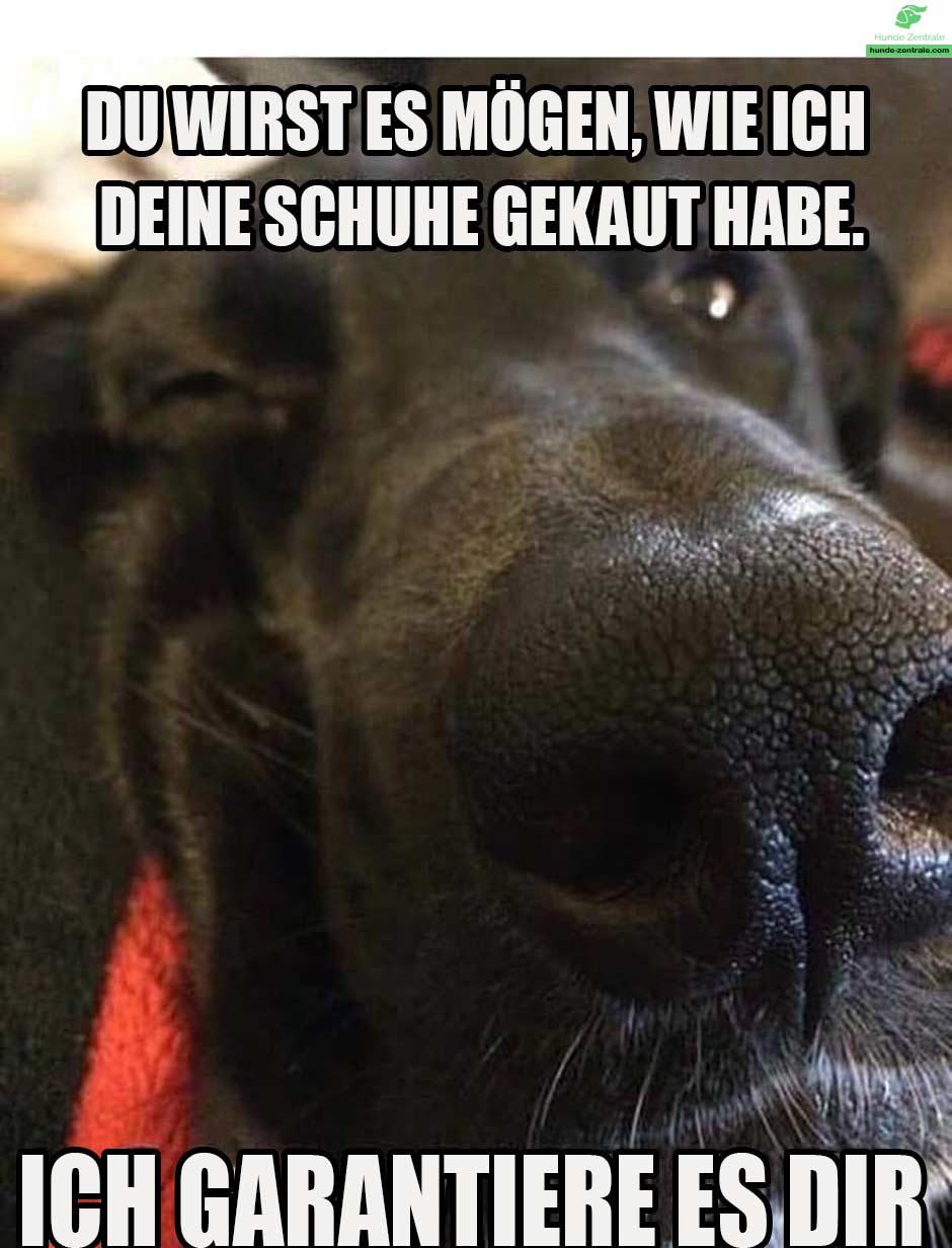 Deutsche-Dogge-Meme-du-wirst-es-moegen