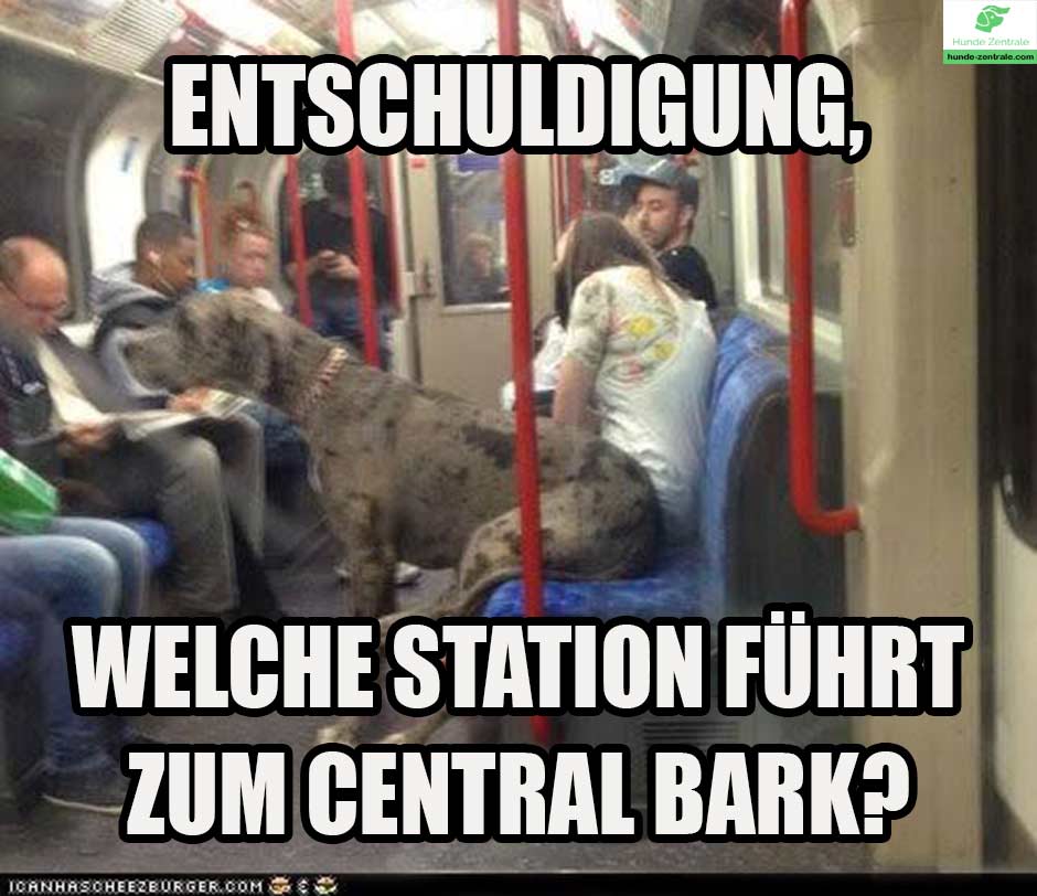 Deutsche-Dogge-Meme-entschuldigung