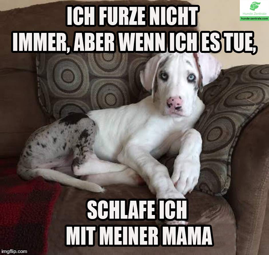 Deutsche-Dogge-Meme-ich-furze-nicht-immer