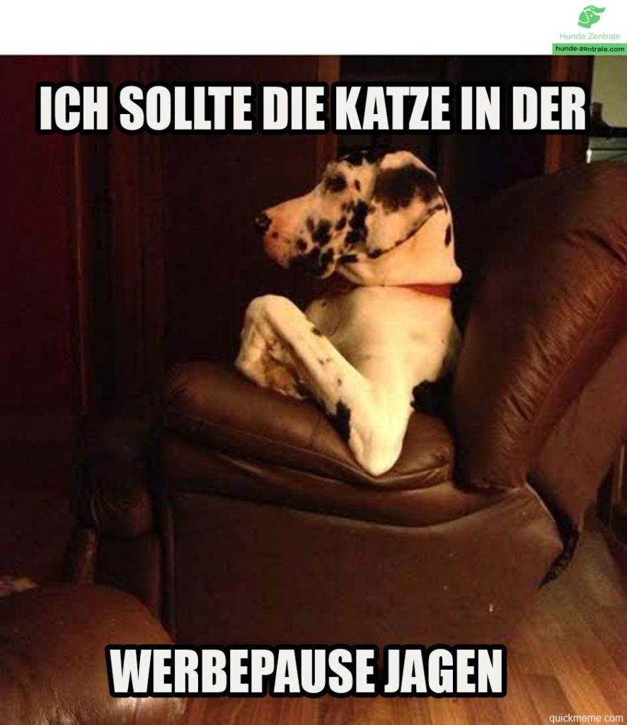 Deutsche-Dogge-Meme-ich-sollte-die-katze-in-der-werbepause-jagen
