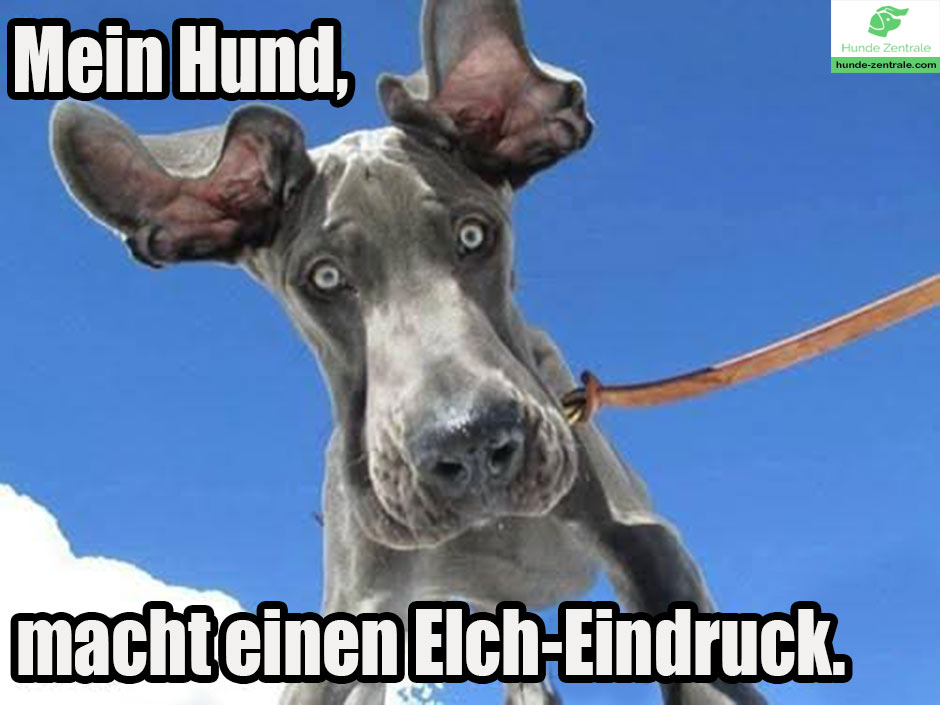Deutsche-Dogge-Meme-mein-hund-macht-einen-elch-eindruck