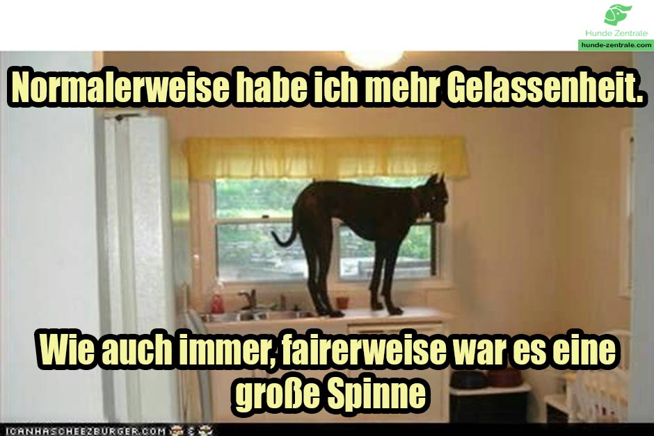 Deutsche-Dogge-Meme-normalerweise-habe-ich-mehr-gelassenheit