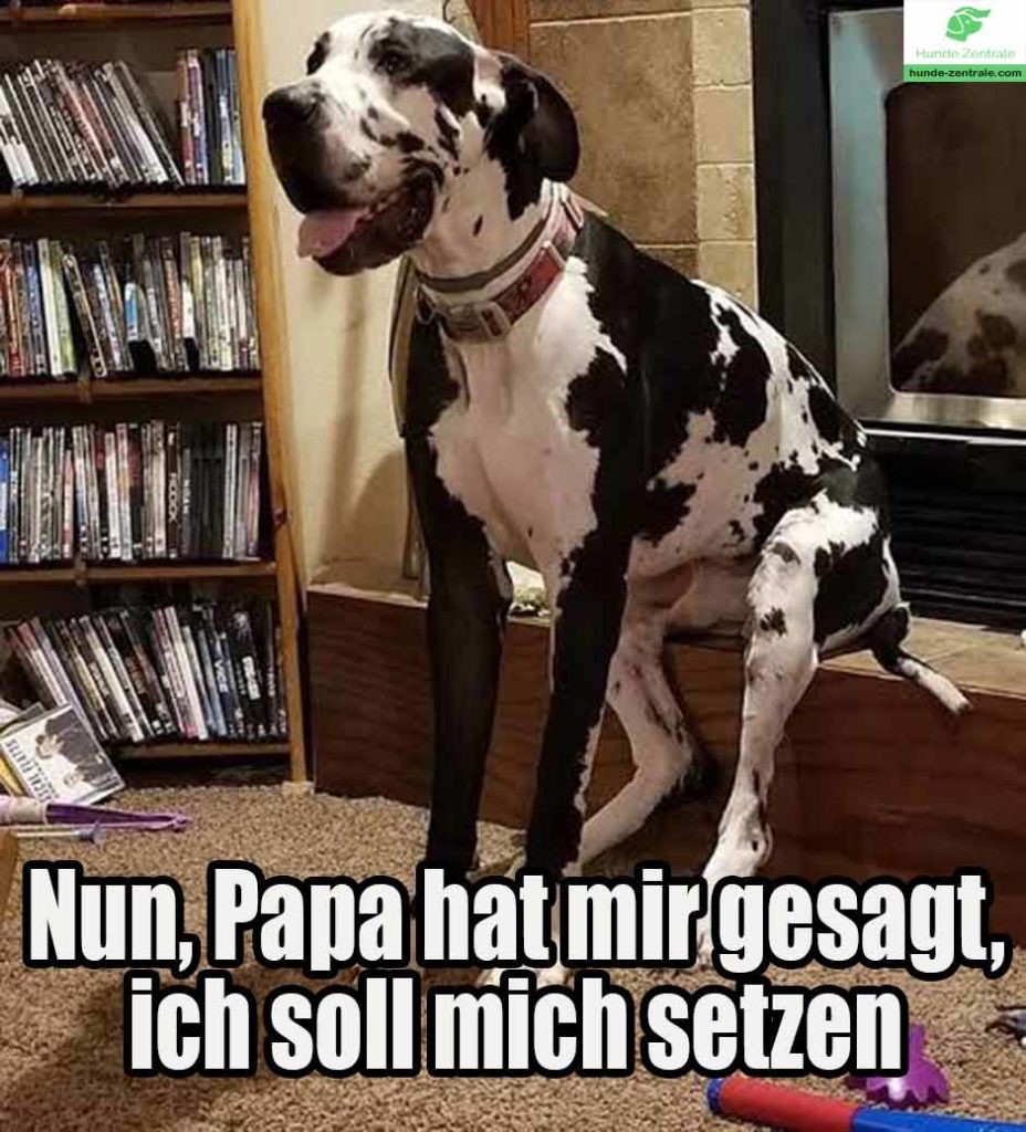 Deutsche-Dogge-Meme-nun-papa-hat-mir-gesagt-ich-soll-mich-setzen