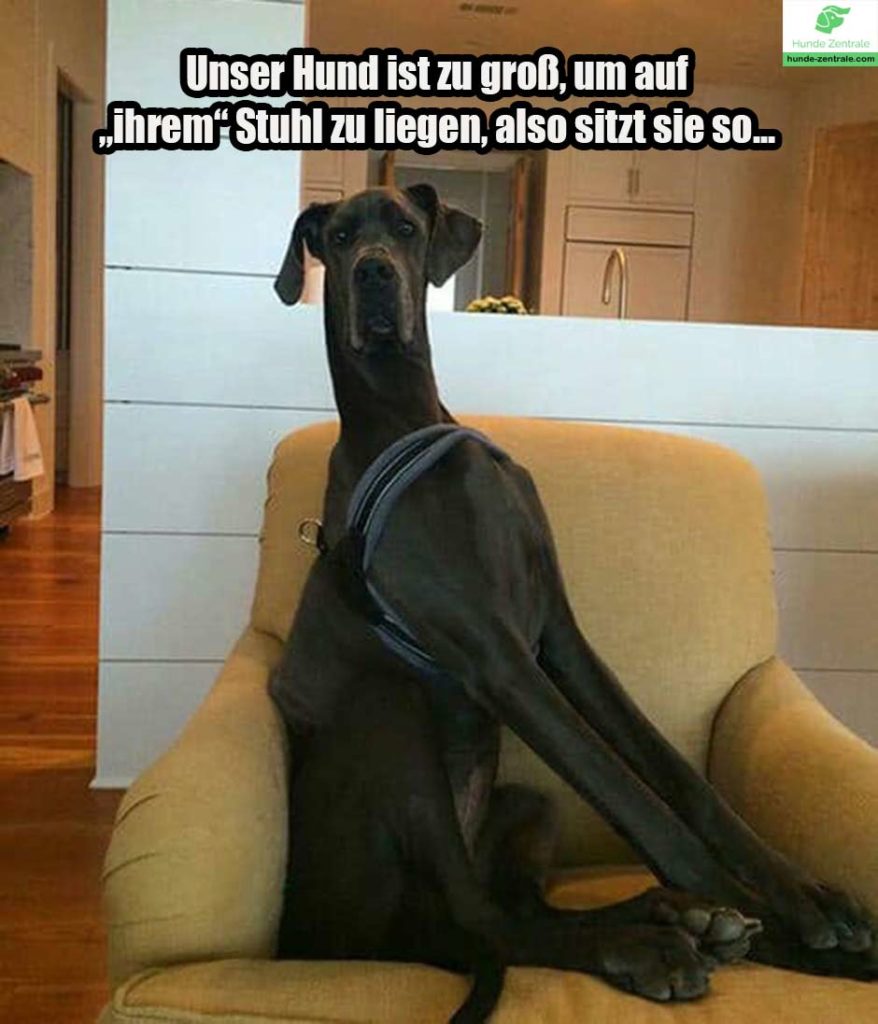 Deutsche-Dogge-Meme-unser-hund-ist-zu-groß