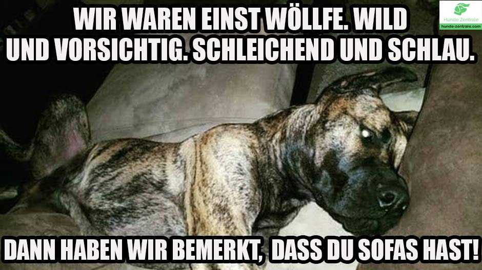 Deutsche-Dogge-Meme-wir-waren-einst-woelfe