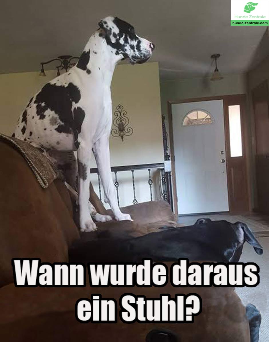 Deutsche-Dogge-Meme-wann-wurde-daraus-ein-stuhl