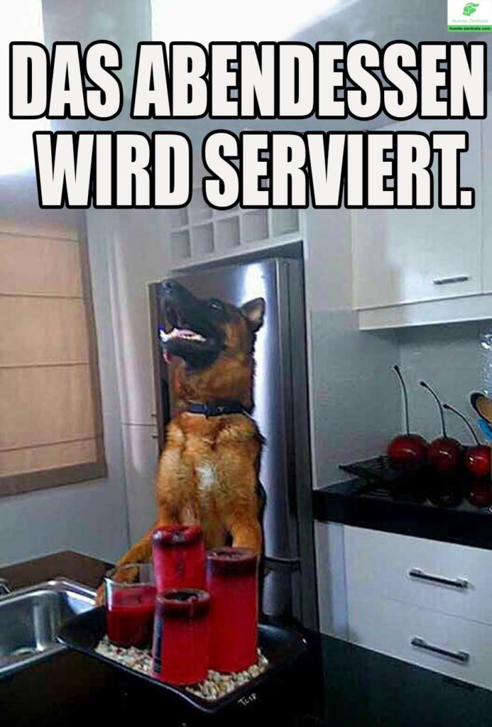 Deutscher-Schaeferhund-Meme-Abendessen-wird-serviert