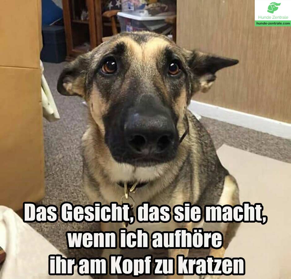 Deutscher-Schaeferhund-Meme-Das-Gesicht-das-sie-macht-wenn-ich-aufhoere-ihr-am-Kopf-zu-kratzen