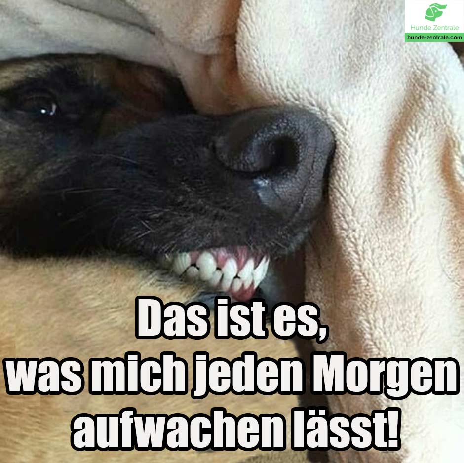 Deutscher-Schaeferhund-Meme-Das-ist-es-was-mich-jeden-morgen-aufwachen-laesst