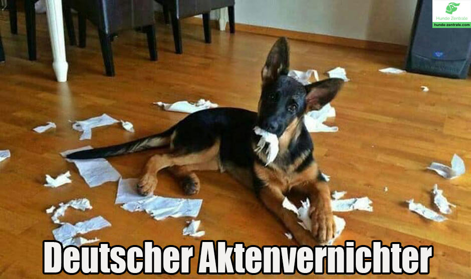 Deutscher-Schaeferhund-Meme-Deutscher-Aktenvernichter