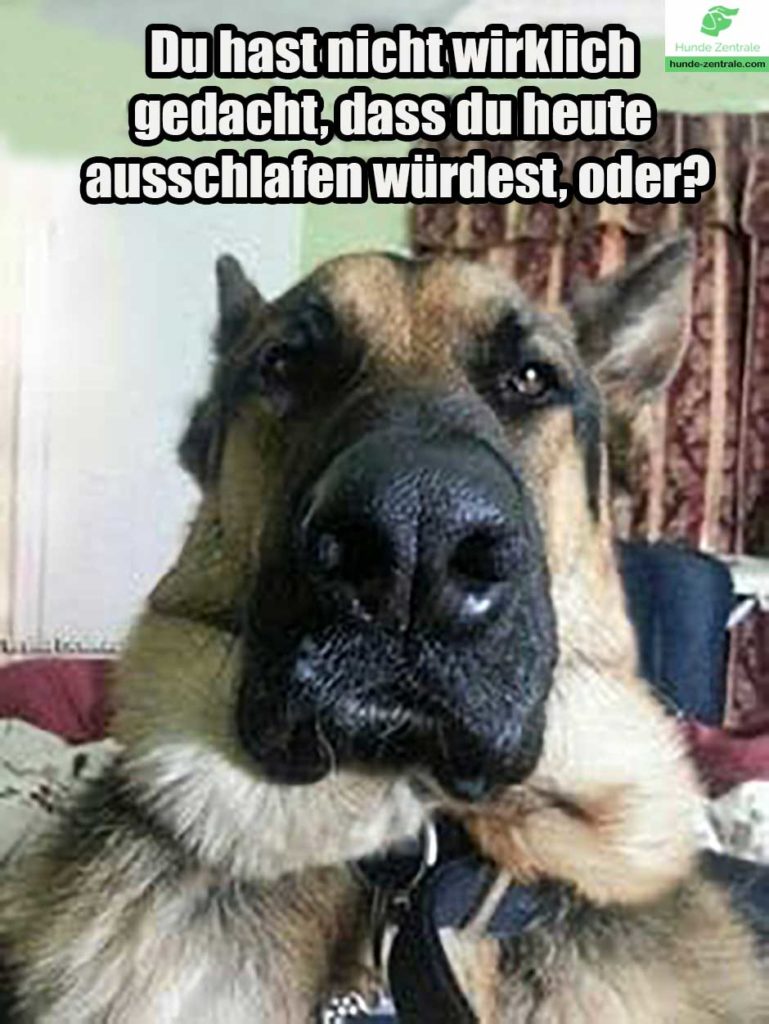 Deutscher-Schaeferhund-Meme-Du-hast-nicht-wirklich-gedacht