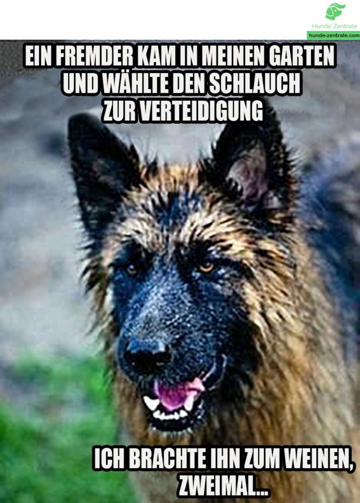 Deutscher-Schaeferhund-Meme-Ein-fremder-kam-in-meinen-garten