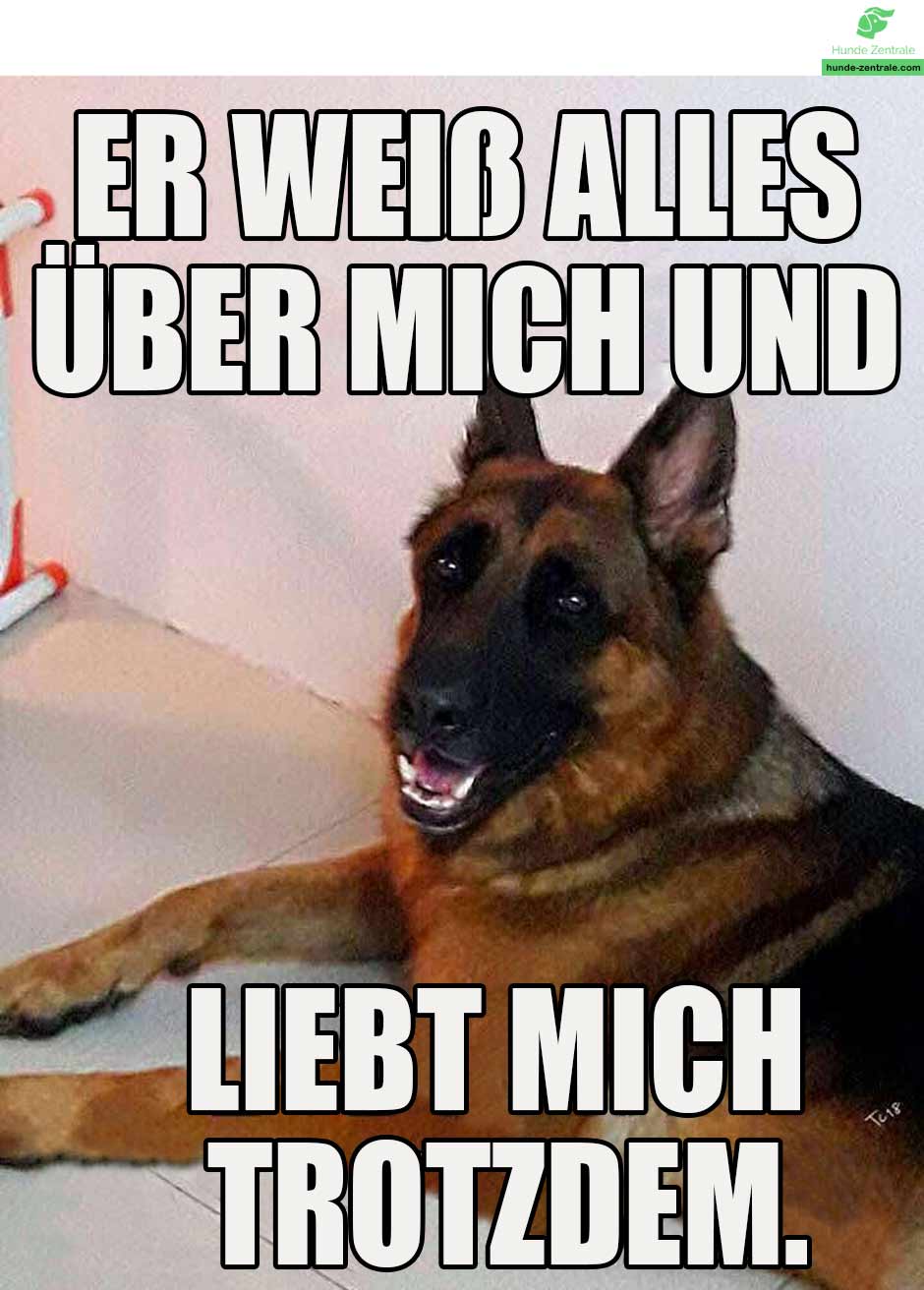 Die 50+ lustigsten Deutschen Schäferhund-Memes - Hunde Zentrale